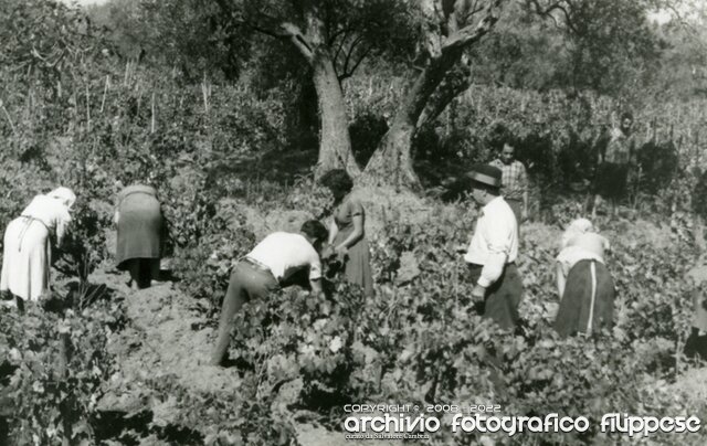 vendemmia-Angeli-1950